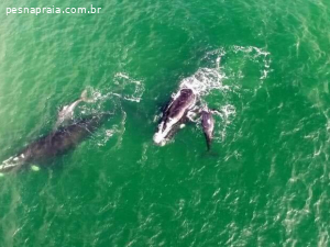 Praia do Rosa em SC: guia completo com dicas